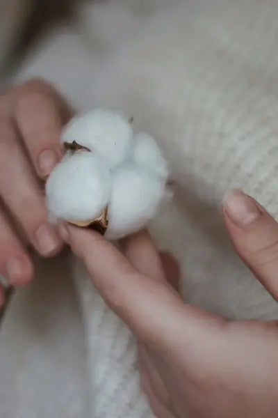 Bio-Baumwolle in einer Hand