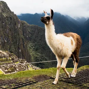 Lama vor Machu Picchu