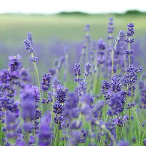 Lavendel in Blüte auf Feld