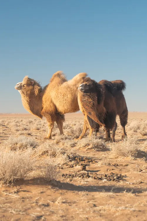 Steppenstrolch Kamele in der Mongolei