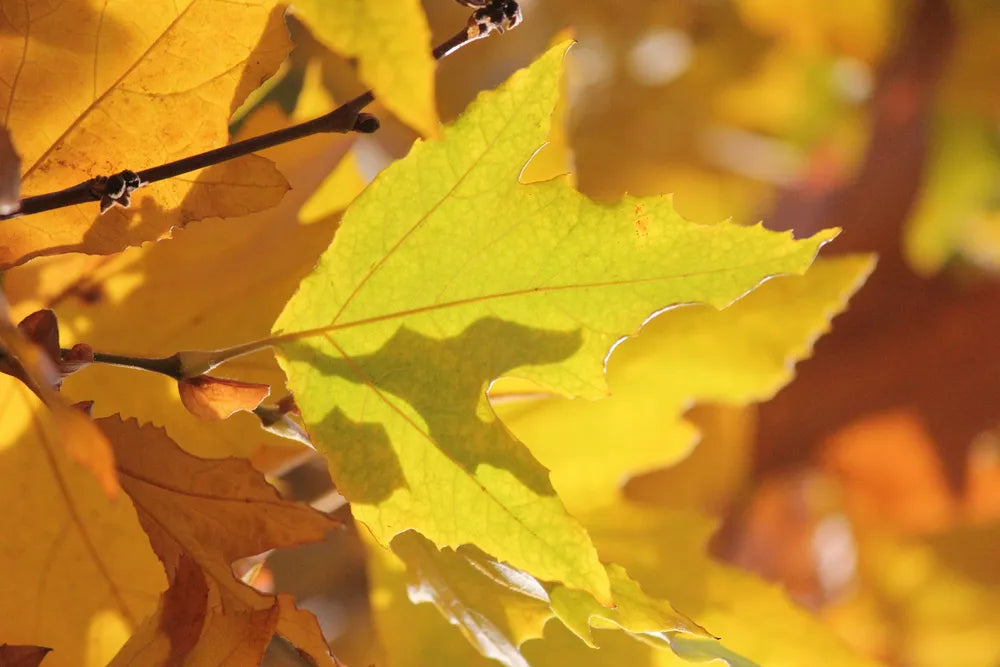 Blätter Goldener Herbst