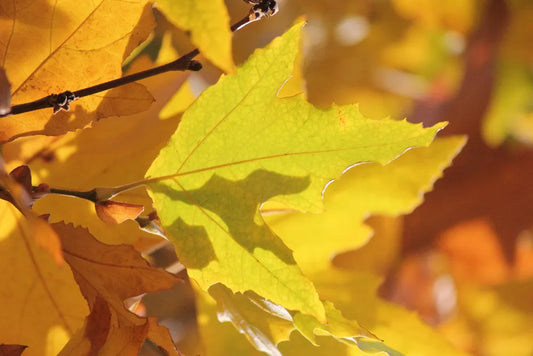 Blätter Goldener Herbst