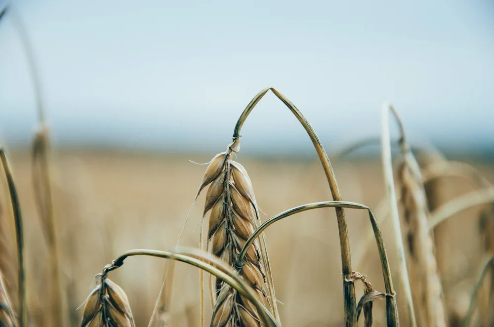 Bio Dinkelkissen mit abnehmbarem Bezug – LAMA LIVING