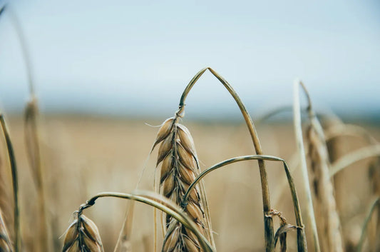 Bio Dinkelkissen mit abnehmbarem Bezug – LAMA LIVING