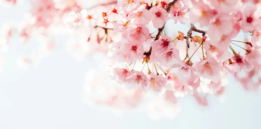 Frühling Kirschblüten