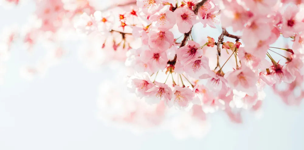 Frühling Kirschblüten