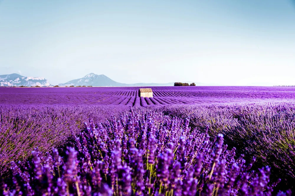 Blühendes Lavendelfeld im Sommer – Inspiration für natürliches Wohnen mit LAMA LIVING