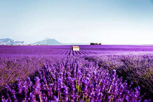Blühendes Lavendelfeld im Sommer – Inspiration für natürliches Wohnen mit LAMA LIVING