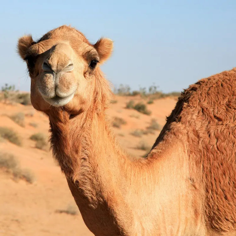 Kamel in der Steppe