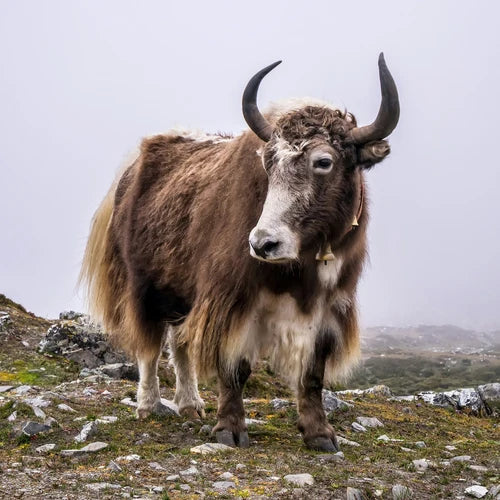 Yak auf dem Berg