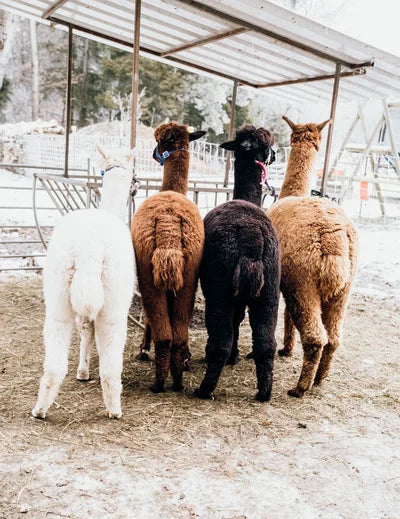 Golden Alpaca Alpakaherde