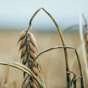 Dinkel Ehre auf Feld