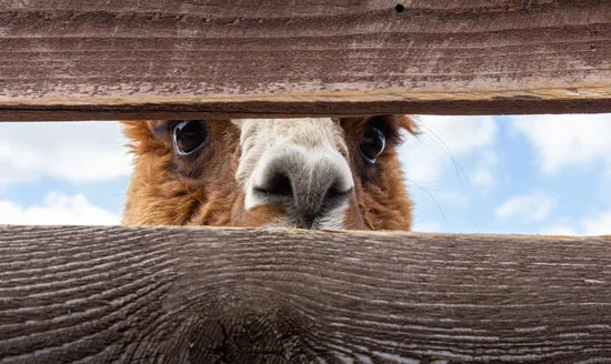 Lama schaut durch Holzzaun