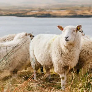 Schafe in freier Natur
