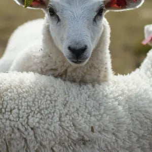 Schafschurwolle und Schaft schaut in Kamera